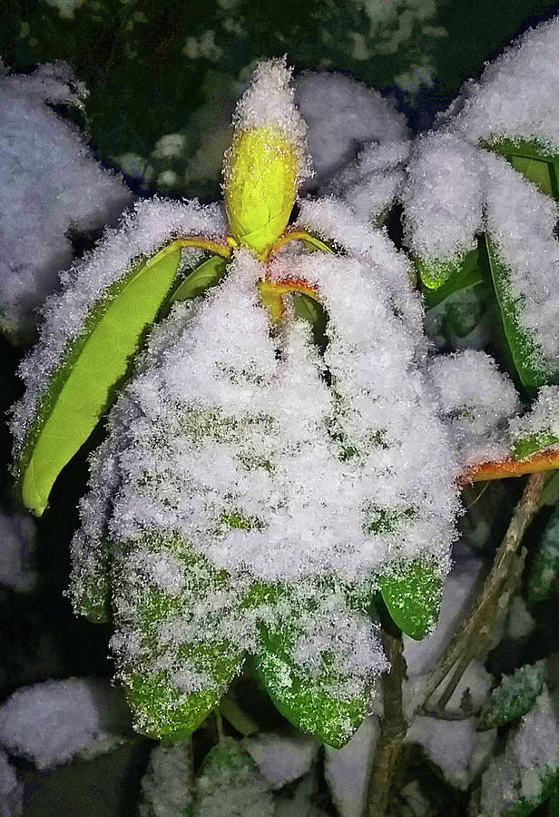 Budding in the Snow Photograph by Emmy Marie Vickers