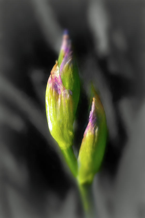 Budding Iris On Gray Photograph