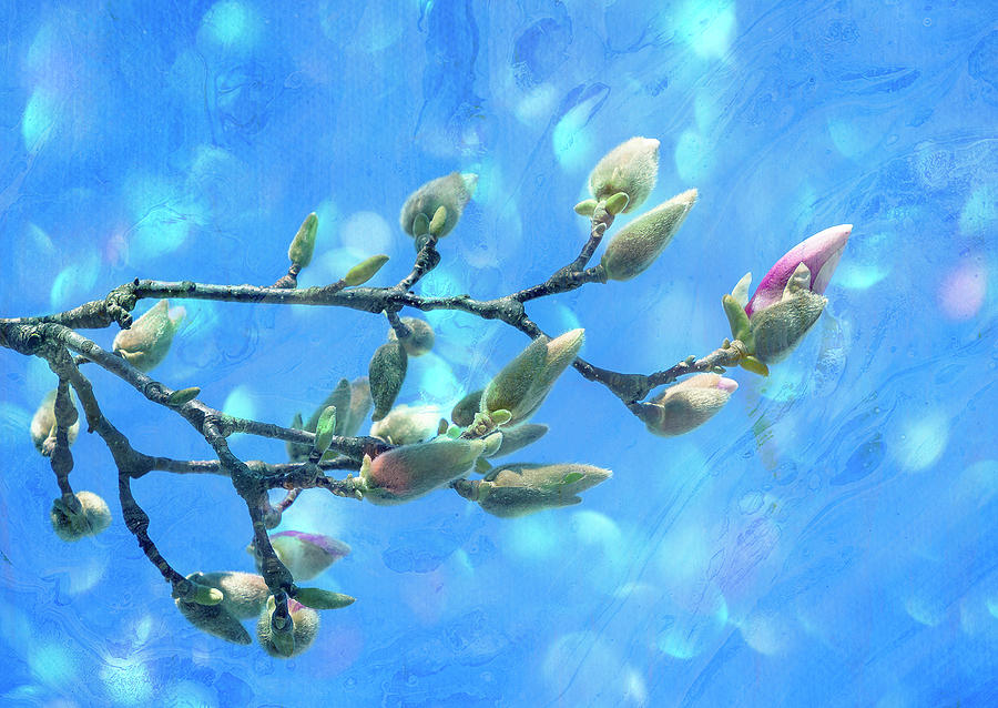 Budding Magnolia Photograph by Cate Franklyn
