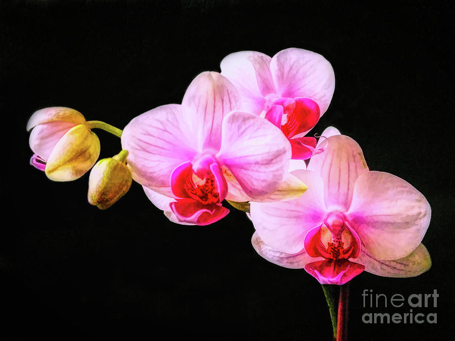 Orchid Digital Art - Budding Orchid by Amy Dundon