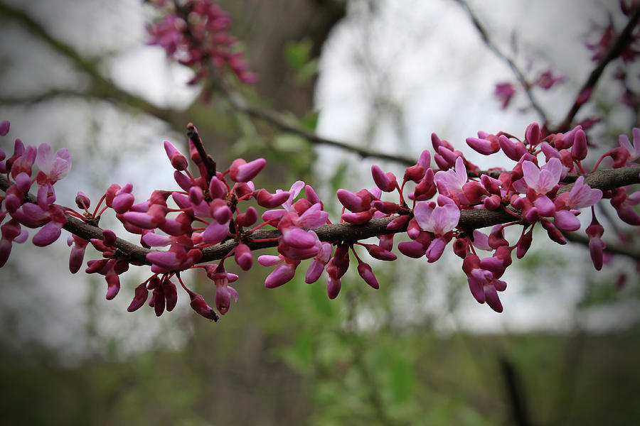 Budding Out Photograph by David Beard - Fine Art America