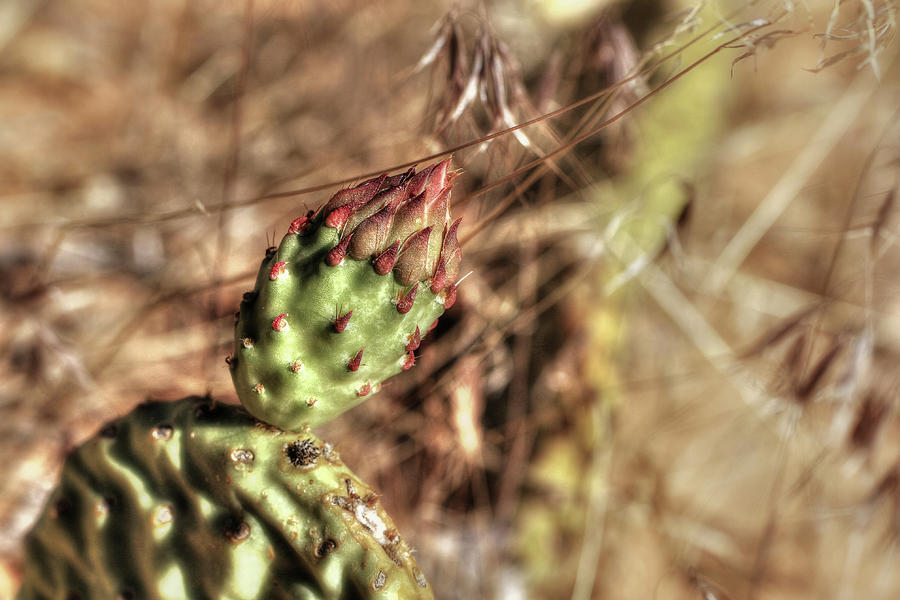 Budding Pear Cactus Photograph by Gary Yost