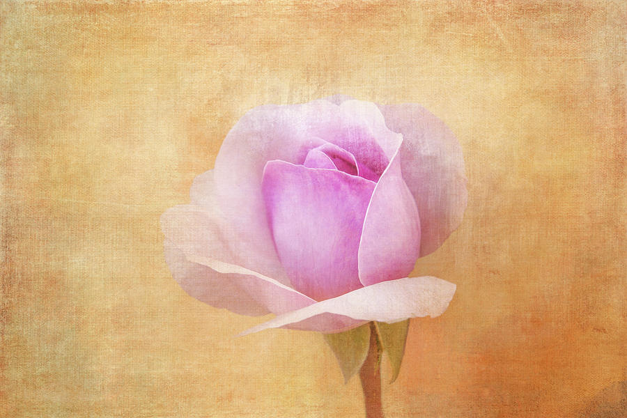 Budding Rose Digital Art by Terry Davis