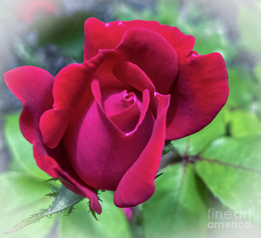 Budding Rose Photograph by William Norton