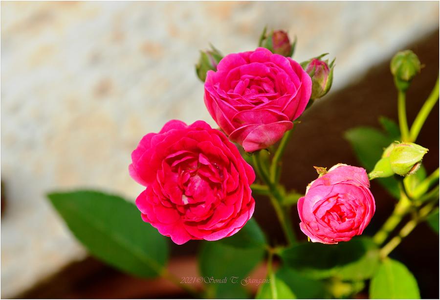 Budding Roses Photograph by Sonali Gangane