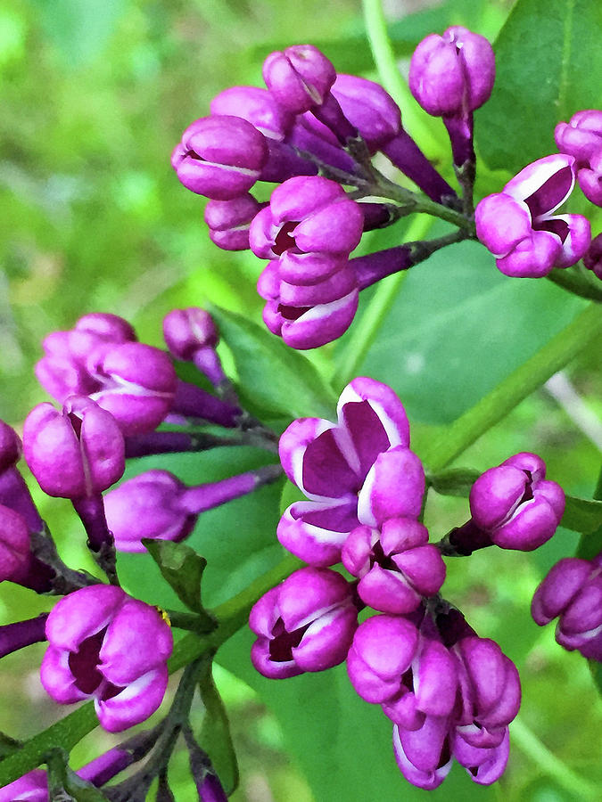 Budding Sensation Lilac Photograph