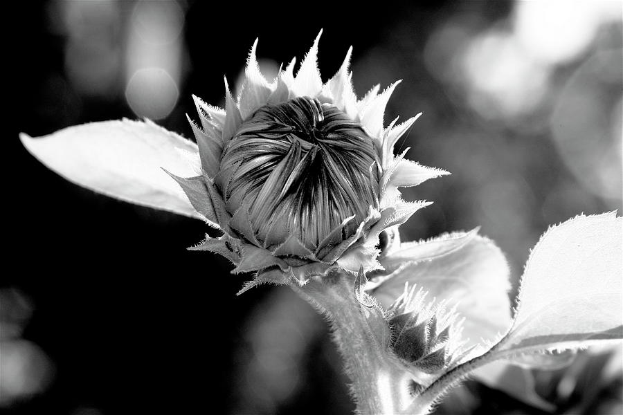 Budding Sunflower Photograph by Dorsey Northrup