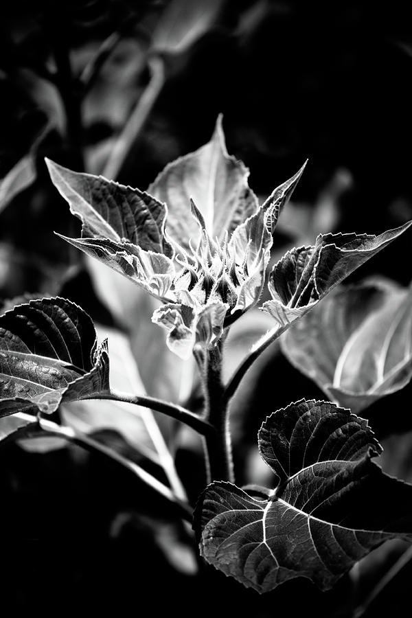 Budding Sunflower Photograph by Hakon Soreide