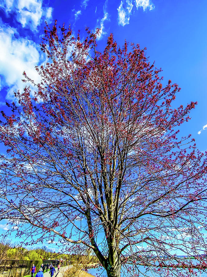 Budding Tree Photograph By Stephen Jacoby Pixels