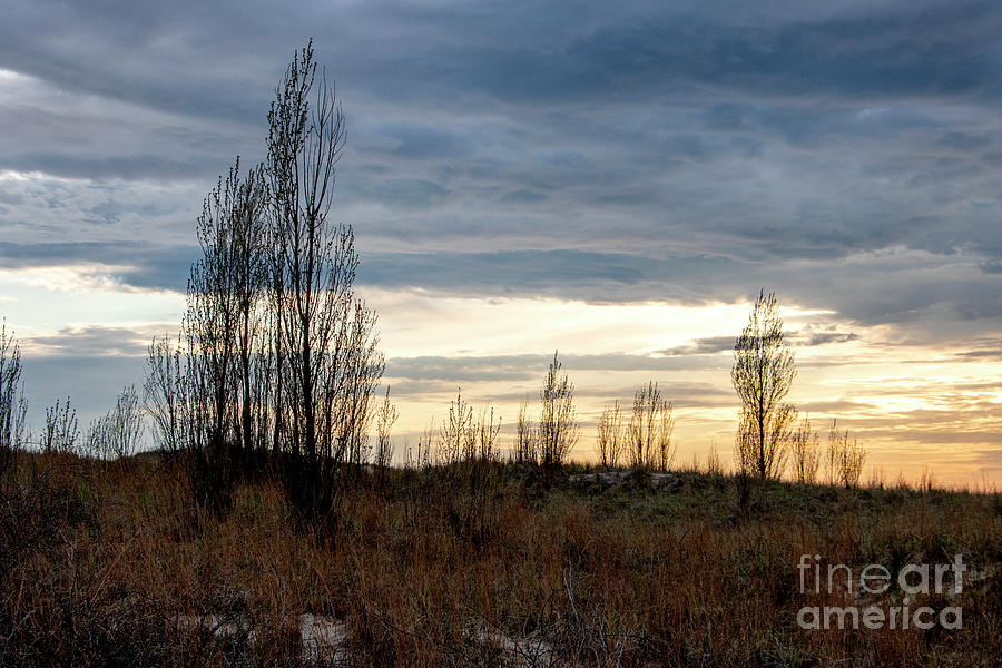 Budding Trees Photograph by Christopher Purcell - Fine Art America