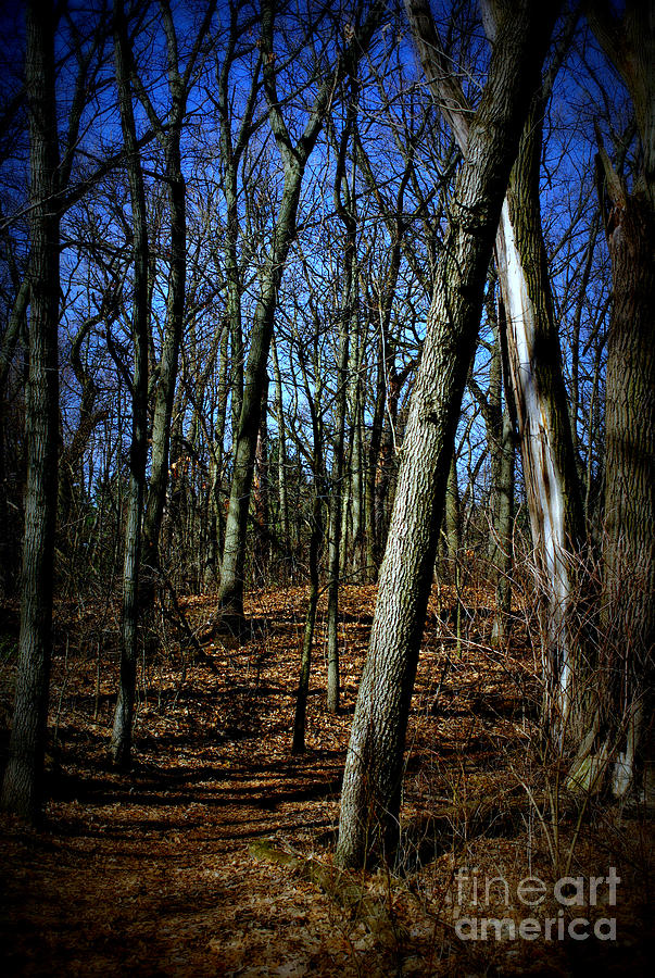 Budding Trees in the Woods - Bright Photograph by Frank J Casella