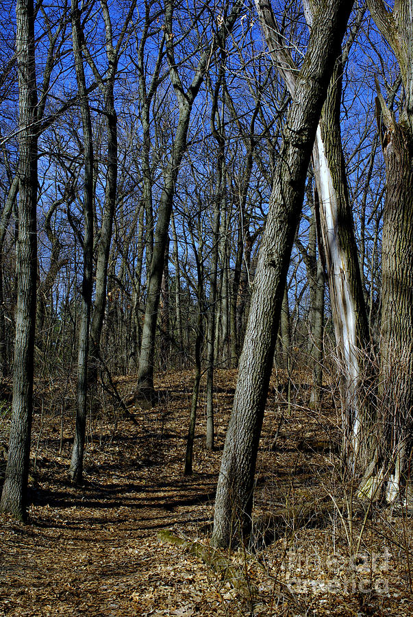 Budding Trees in the Woods - Natural Colors Photograph by Frank J Casella