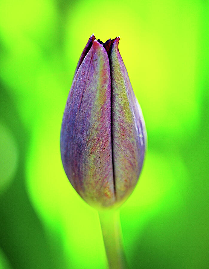 Budding Tulip in the Glow Photograph by Rona Black