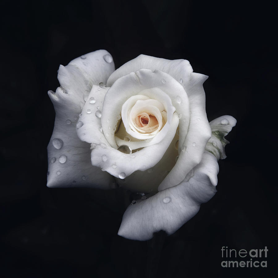 Budding White Rose in the Rain Photograph by Neala McCarten