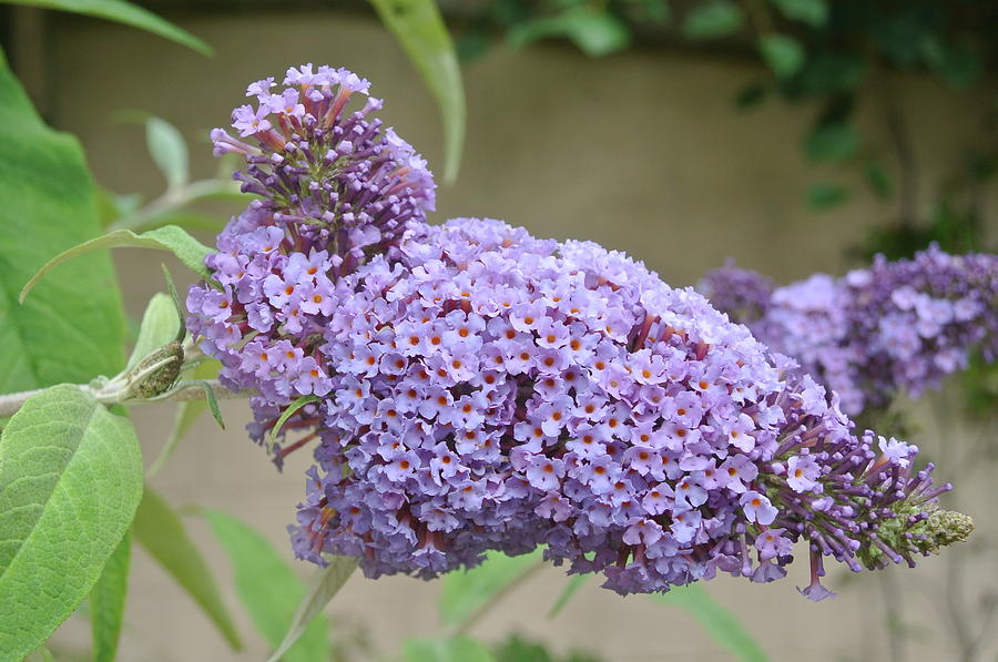 Buddleia Flowers 2 Photograph by Lynne Iddon - Pixels