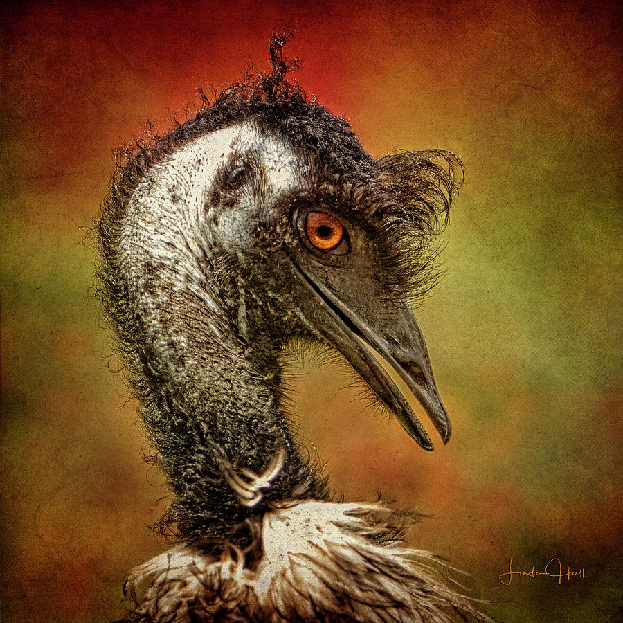 Buddy the Emu Two Digital Art by Linda Lee Hall Buddy the Emu Two Digital Art by Linda Lee Hall