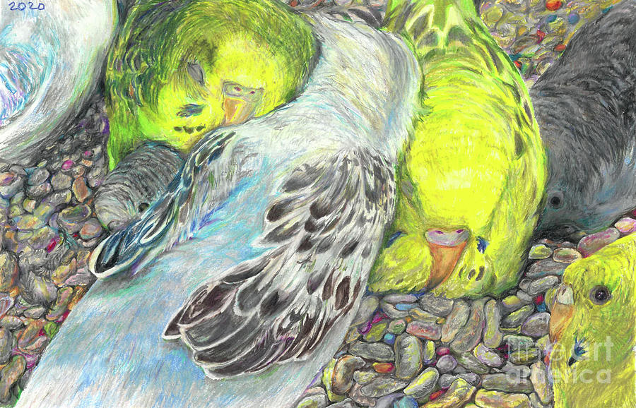 Budgies Drawing - Budgie Cuddles by Erin Masterson