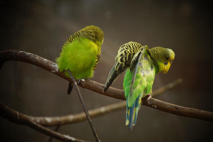 Blue and white budgerigar perched on brown rope HD wallpaper | Wallpaper  Flare