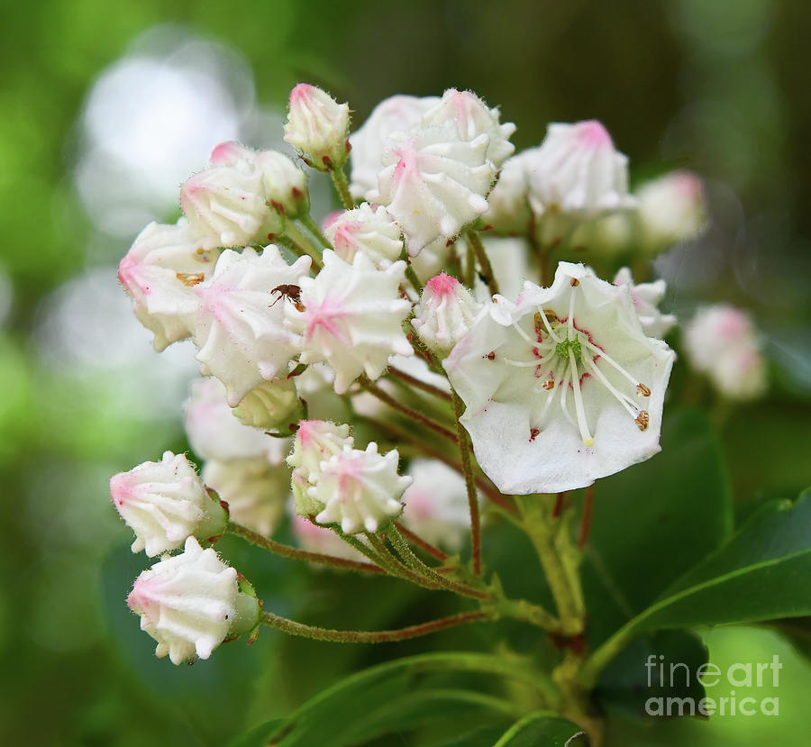 Buds and Blooms - Mountain Laurel Photograph by Kerri Farley