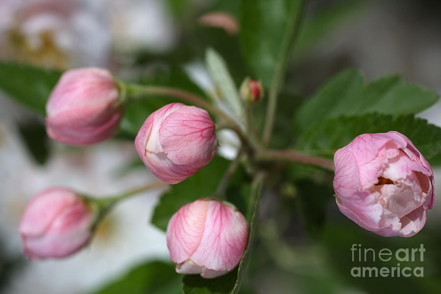 Buds In Pink Photograph by Joy Watson