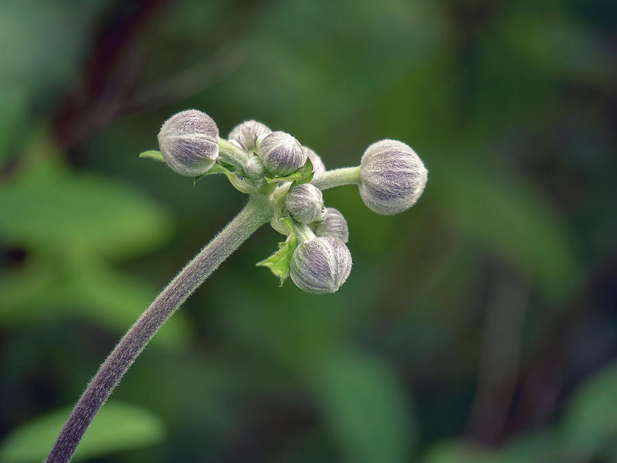 Buds of Japanese Anemone Photograph by Maria Meester
