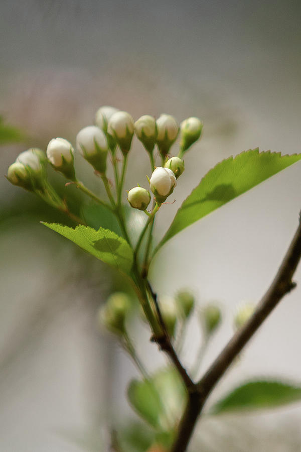 Buds of the Hawthorn Tree Photograph by Joni Eskridge