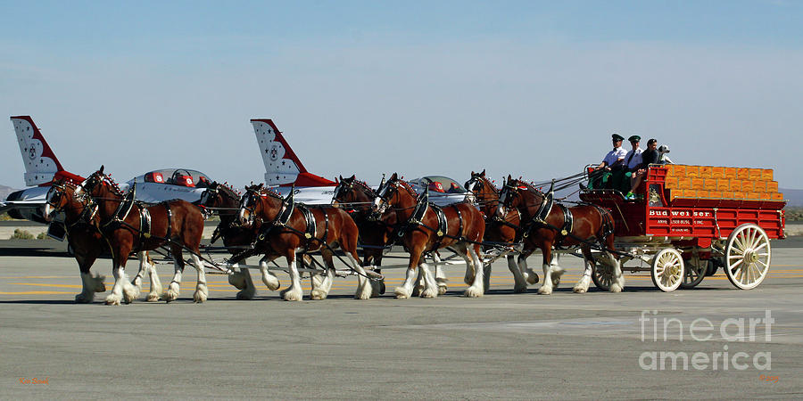 The Famous Budweiser Clydesdale Horses Photograph by Kenny Bosak