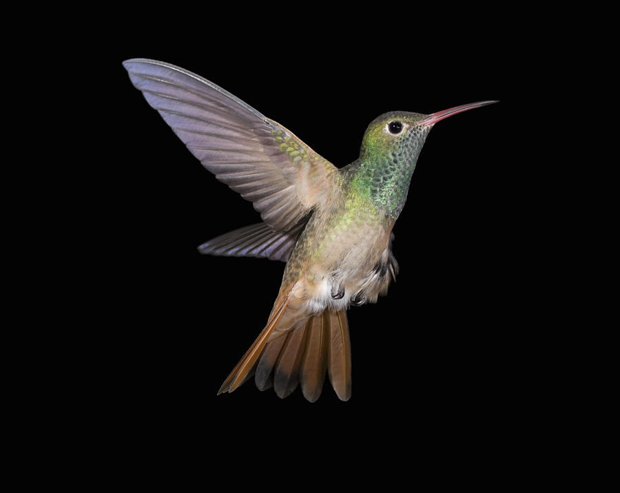 Buff-bellied Hummingbird flying up Photograph by Glennimage