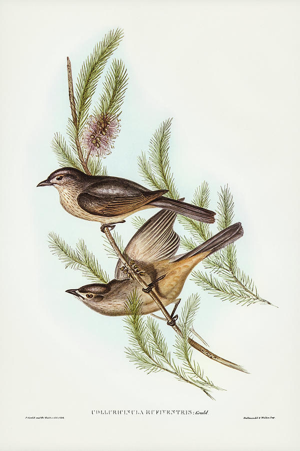 John Gould Drawing - Buff-bellied shrike-thrush, Colluricincla rufiventris by John Gould