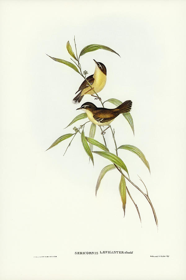 John Gould Drawing - Buff-breasted scrubwren, Sericornis laevigaster by John Gould