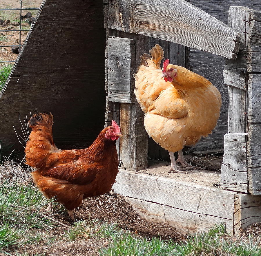 Buff Orpington and Rhode Island Red Hens Photograph by Katie Keenan