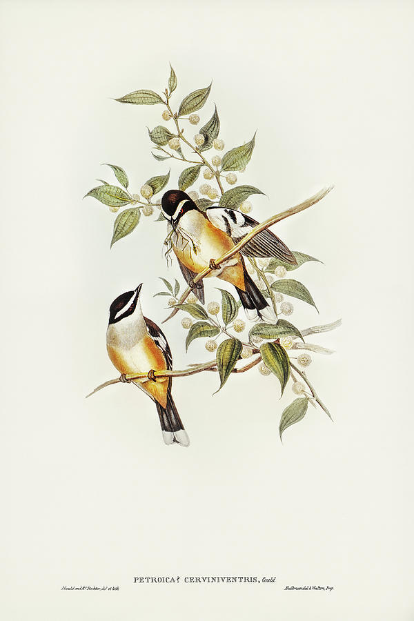 John Gould Drawing - Buff-sided Robin, Petroica cerviniventris by John Gould