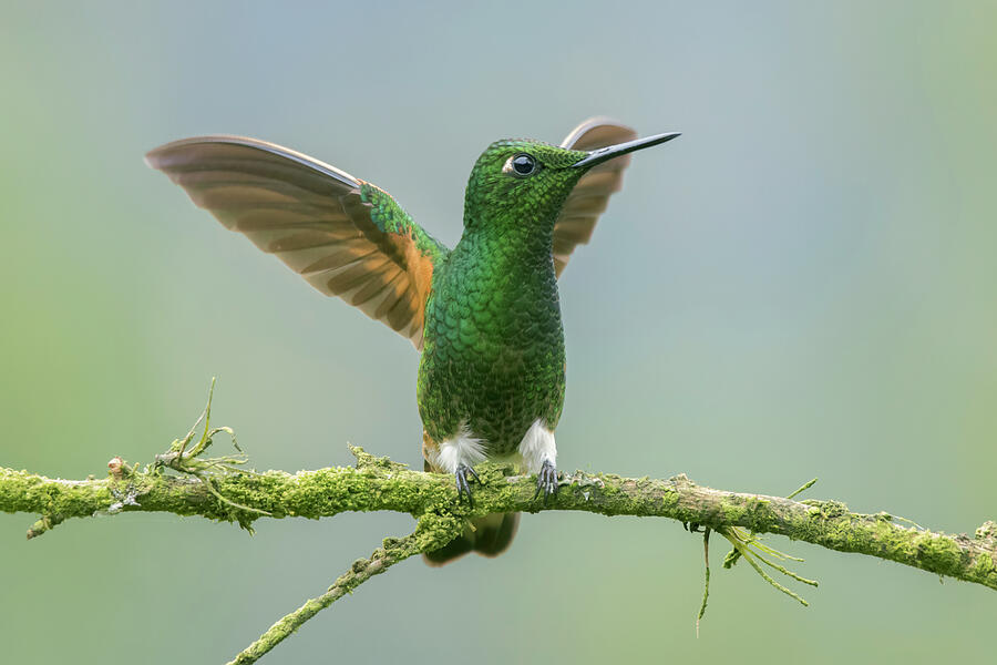 Hummingbird Photograph - Buff-tailed Coronet by William Mertz Photography