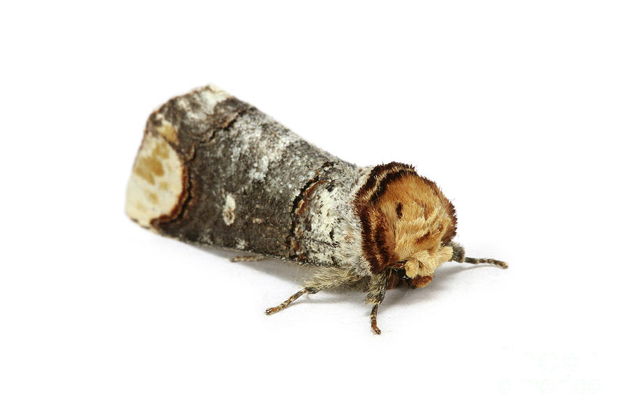 Buff-tip Moth Photograph by Warren Photographic