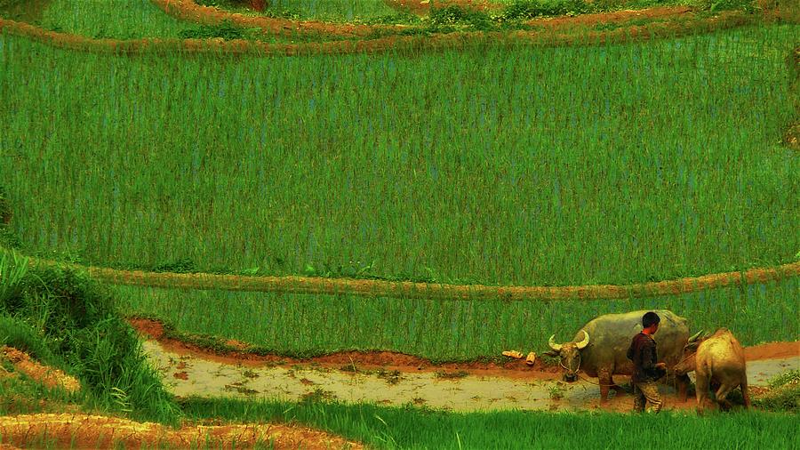 Buffallos on the rice field Photograph by Robert Bociaga