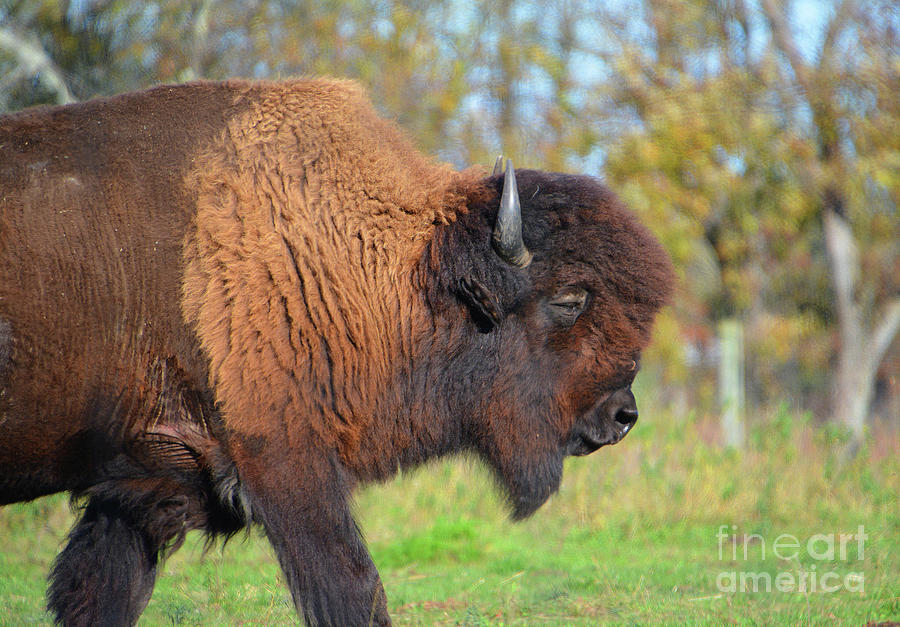 Buffalo 1 Photograph by Cindy Manero