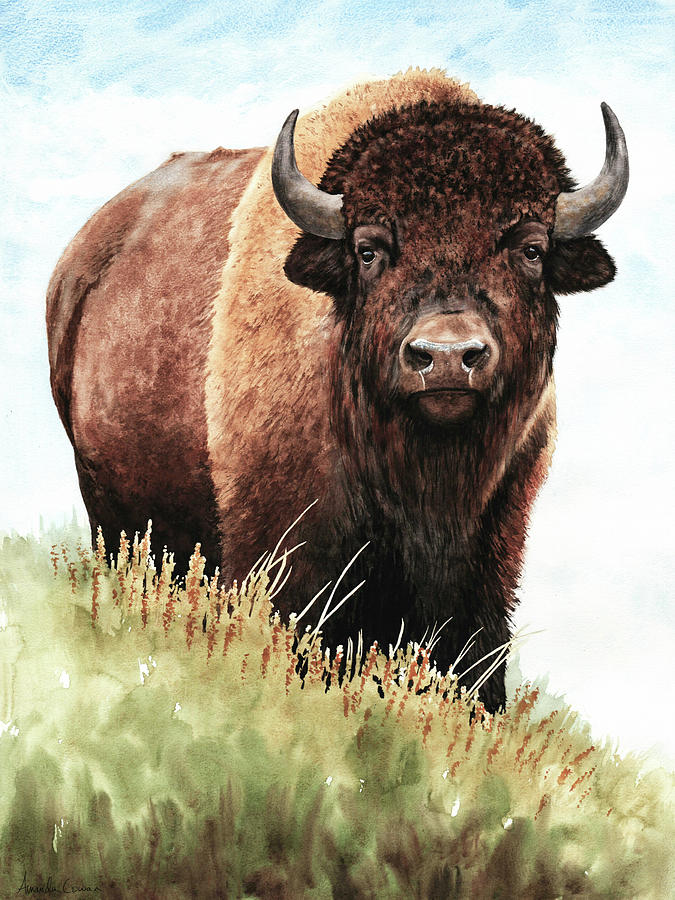 Buffalo 4 Painting by Amanda Cowan - Fine Art America