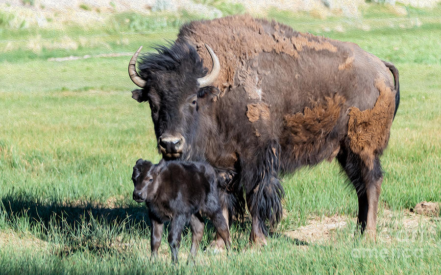 Buffalo and baby Beefalo Digital Art by Tammy Keyes
