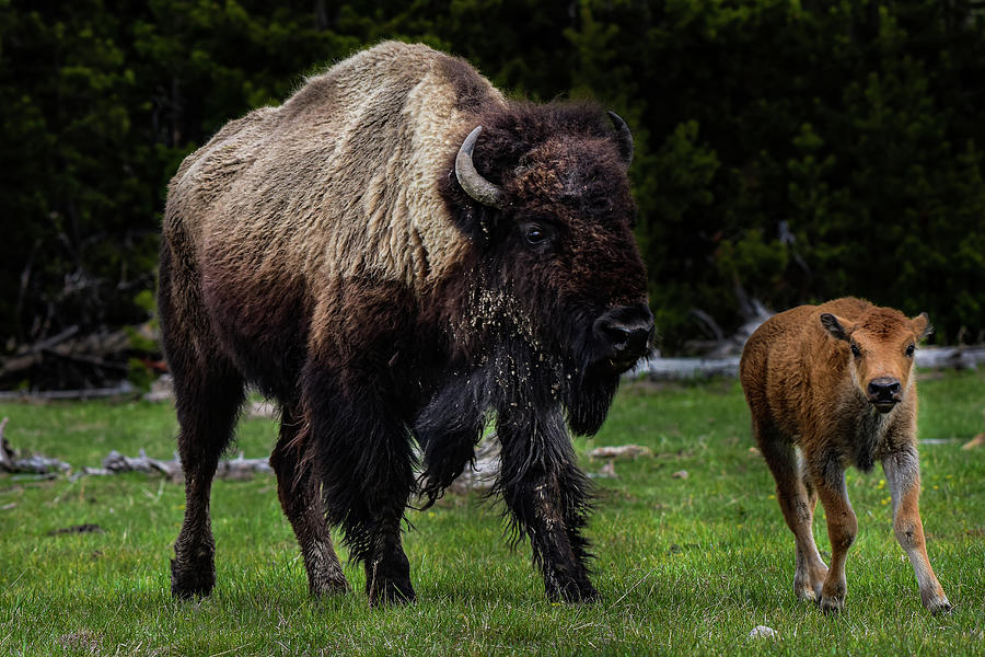 Buffalo and calf 02 Photograph by Dwight Eddington - Pixels