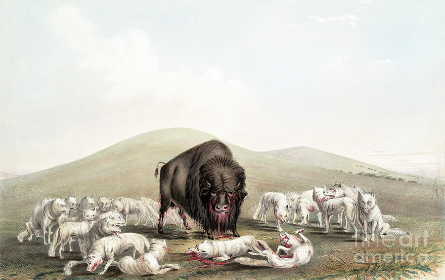 Buffalo and Wolves, 1845 Painting by George Catlin