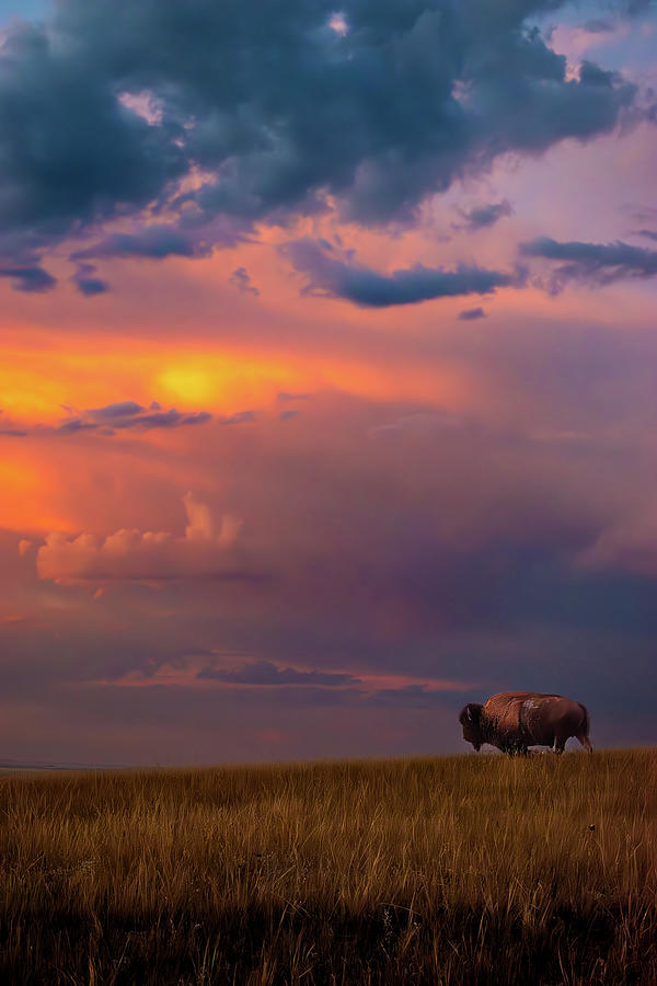 Buffalo at Sunset  Photograph by William Dickgraber