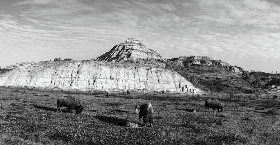 Buffalo at Theodore National Park in black and white Photograph by Eldon McGraw
