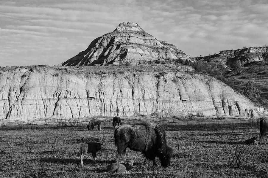 Buffalo at Theodore Roosevelt National Park in black and white Photograph by Eldon McGraw