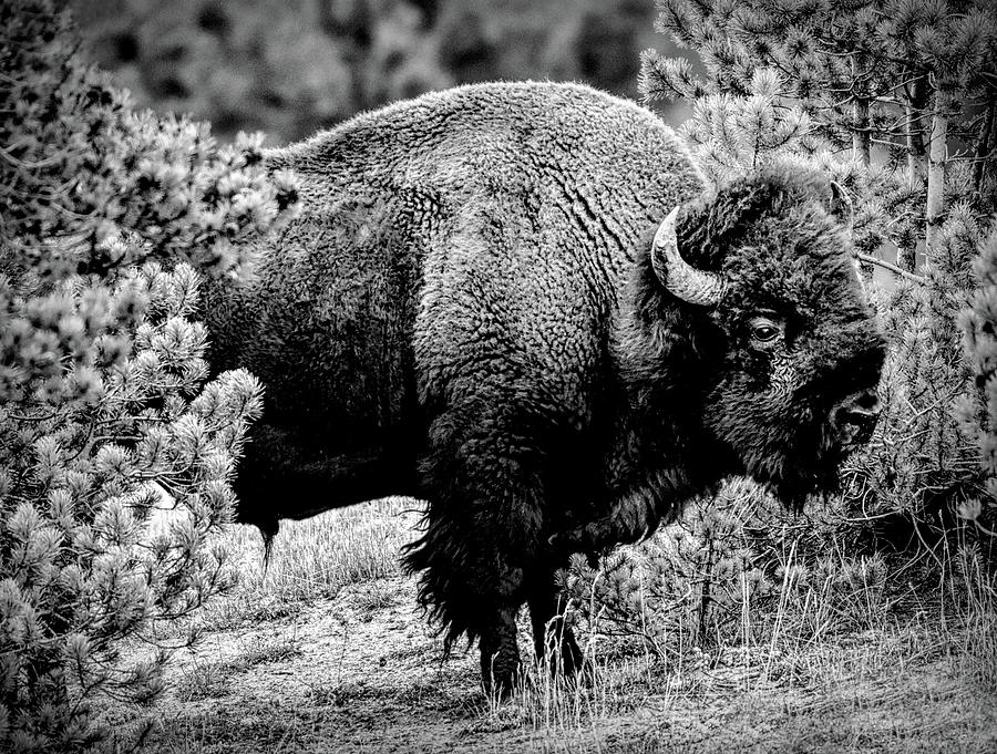 Buffalo at Yellowstone National Park Photograph by Karen Cox