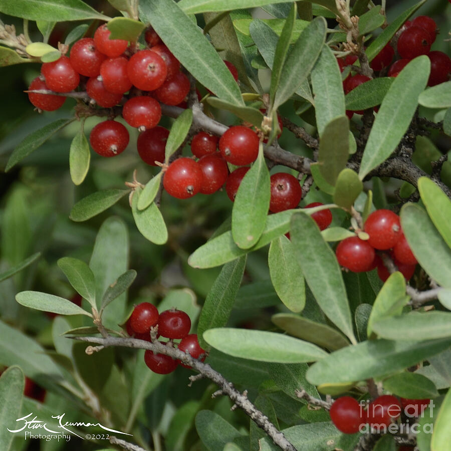 Buffalo Berries Photograph by Steven Newman - Fine Art America