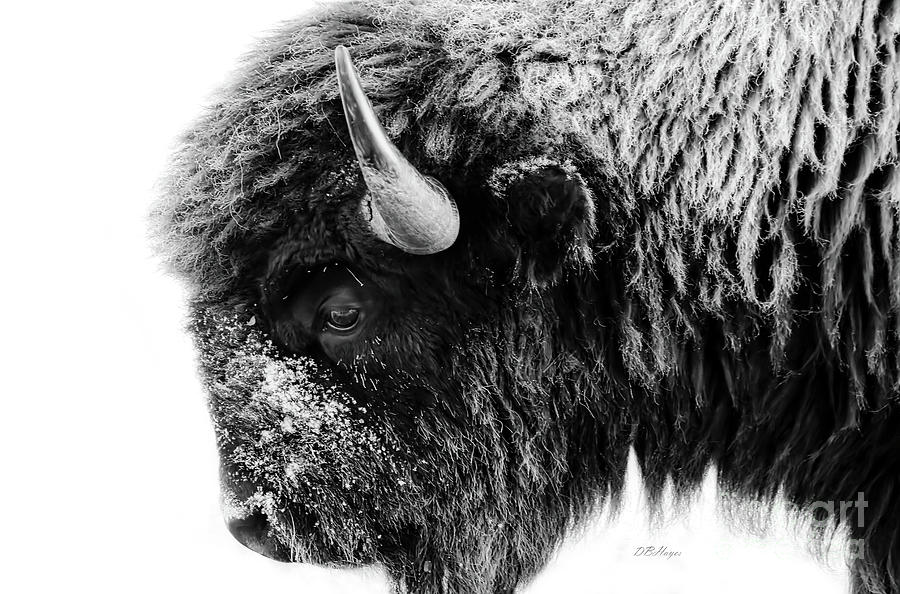 Buffalo Black and White Portrait Photograph by DB Hayes