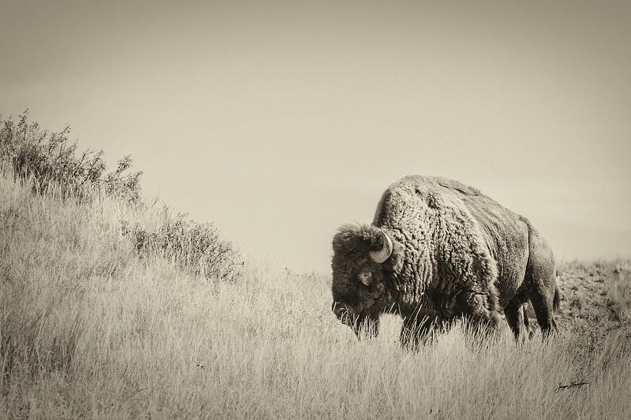 Buffalo Bull Photograph by Jurgen Lorenzen