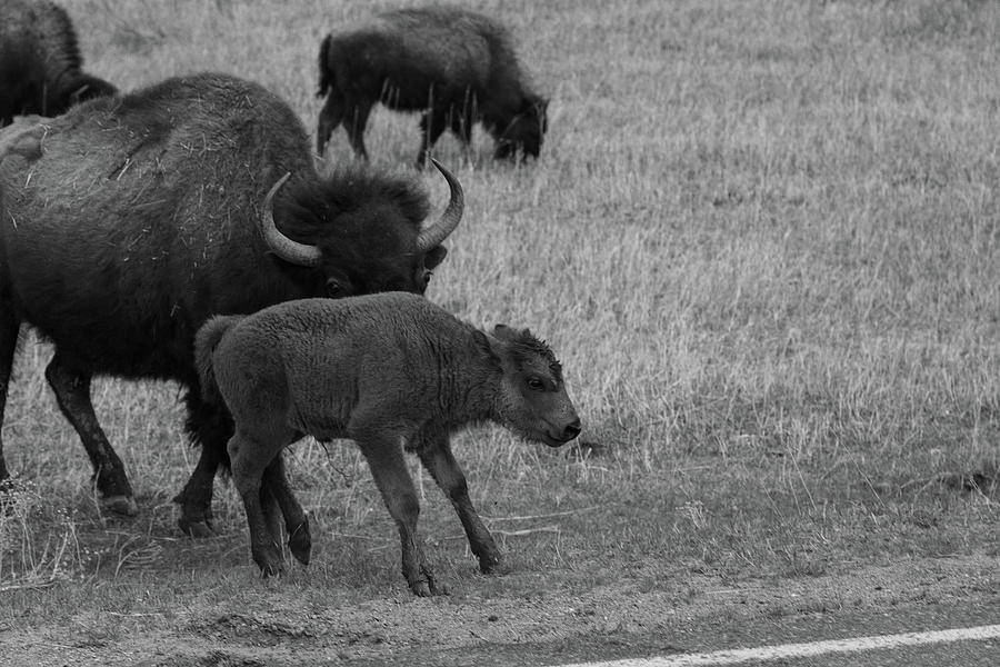 Buffalo calf at Theodore Roosevelt National Park in North Dakota in black and white Photograph by Eldon McGraw