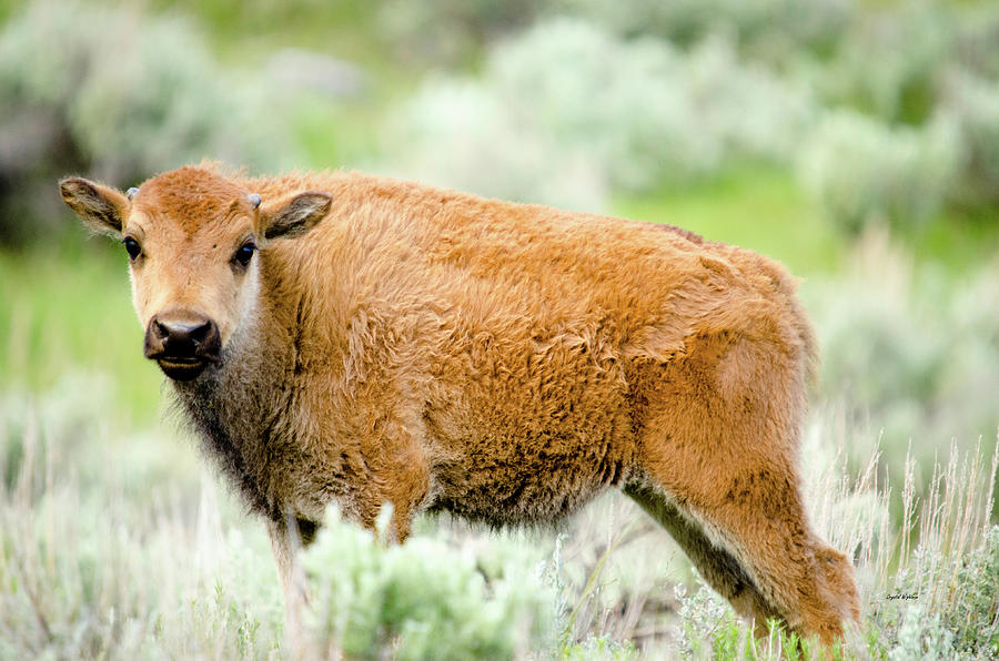 Buffalo Calf Photograph by Crystal Wightman