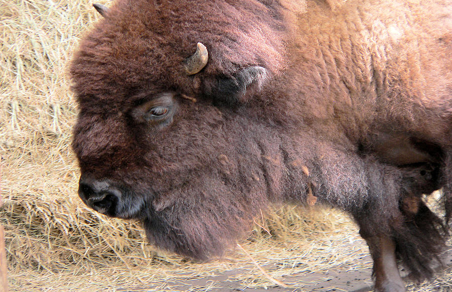 Buffalo Close Up Photograph by Rosalie Scanlon